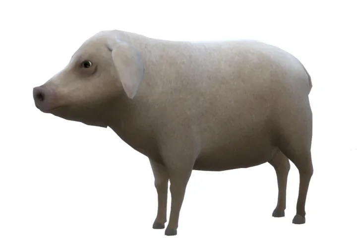 Wool Pig for the Animal Shed