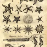 Zoology Posters