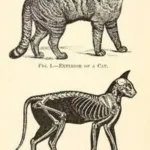 Zoology Posters