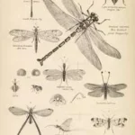 Zoology Posters