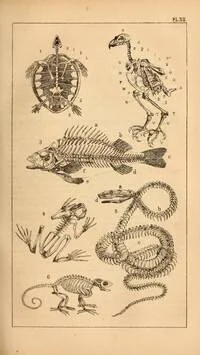 Zoology Posters