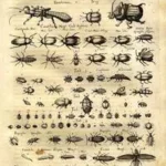 Zoology Posters