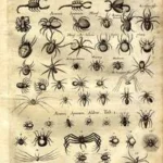 Zoology Posters